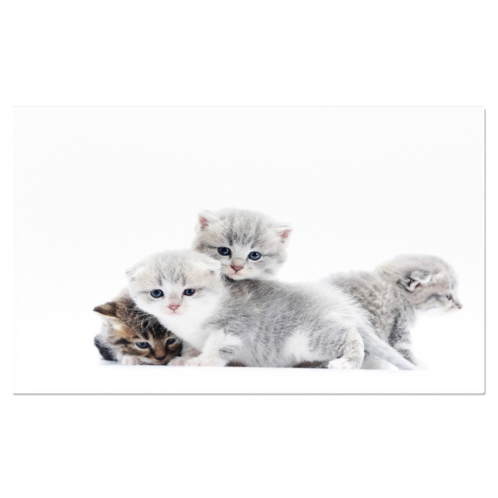 Tablou Canvas Mici Pisoi Pufoasi Gri cu Ochi Albastri, pisici, pufosenie, animale de companie 40x25CM