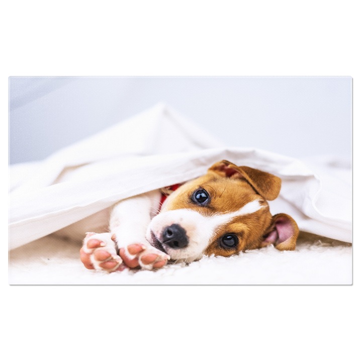 Tablou Canvas Jack Russell Terrier pe Terasa, dog, autumn, terrace, russell, mammal 70x50CM