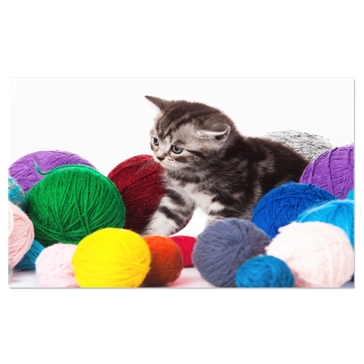 Tablou Canvas Motanul cu bile de ata motan mic pe fundal alb, animale, jucarie, jucaus, cute, blana 70x50CM