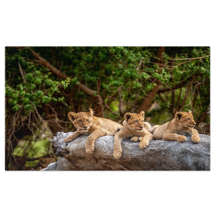 Tablou Canvas Pui de Leu intinsi pe un Trunchi Cazut, Animal, Leu, Natur, Safari 40x25CM