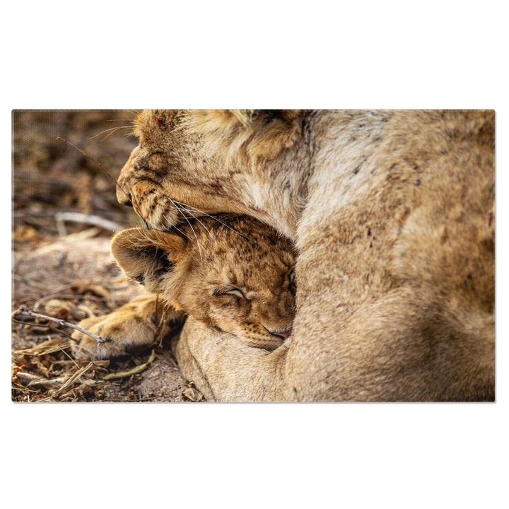 Tablou Canvas Pui de Leu cu Mama, Animal, Leu, Safari, Natur 40x25CM