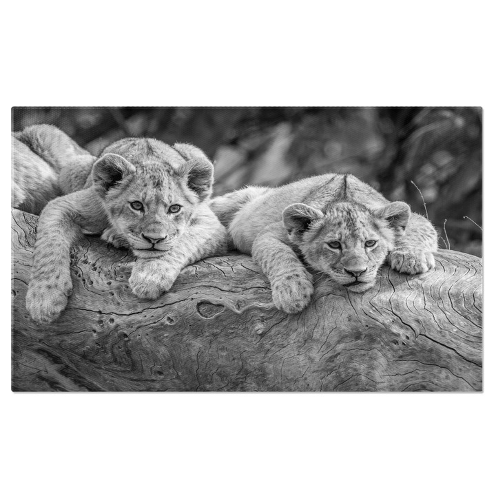 Tablou Canvas Pui de Leu Asezati pe un Trunchi Cazut, Feline, Safari, Natur 40x25CM