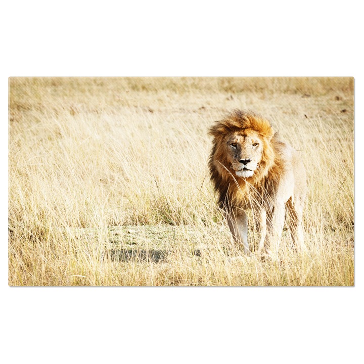 Tablou Canvas Leu in Kenya, Africa cu Spatiu de Copiere, Leu, Safari, Rezervatie, Natur 40x25CM