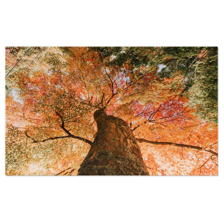 Tablou Canvas Copac de Artar in Padurea Japoneza, Japonia, Culori de Toamna, Pamant, Mediu, Foc, Padure, Creste, Habitat, Kyoto, Musgo. 120x80CM