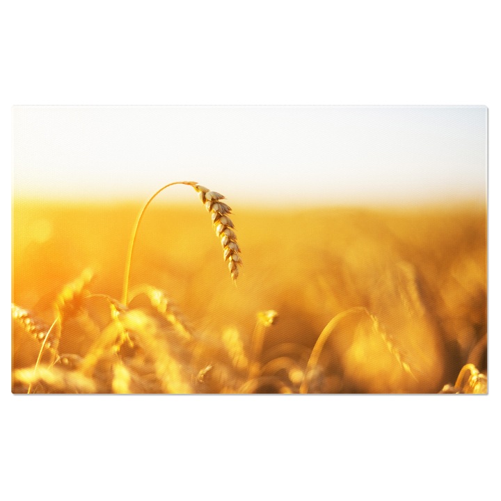 Tablou Canvas Priveliste Spice de Grau Coapte pe Campul Aur, spice, paine, recolta, camp, grau, toamna, cereale 40x25CM