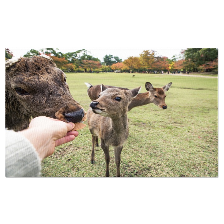 Tablou Canvas Ponton la Rye in Australia; Australia, plaja, ponton, apus, peisaj iconic 40x25CM