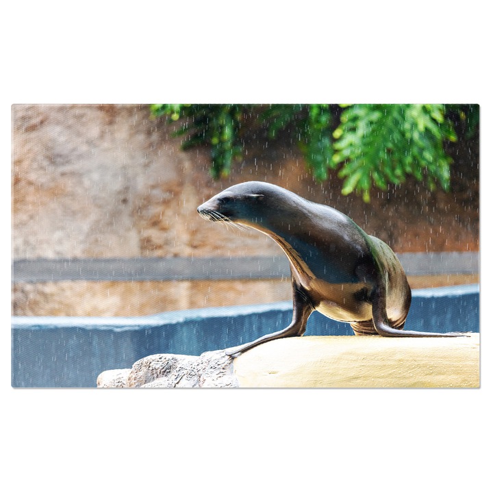 Tablou Canvas Leu de Mare in Captivitate, leu de mare, zalophus californianus, mamifer, apa. 40x25CM