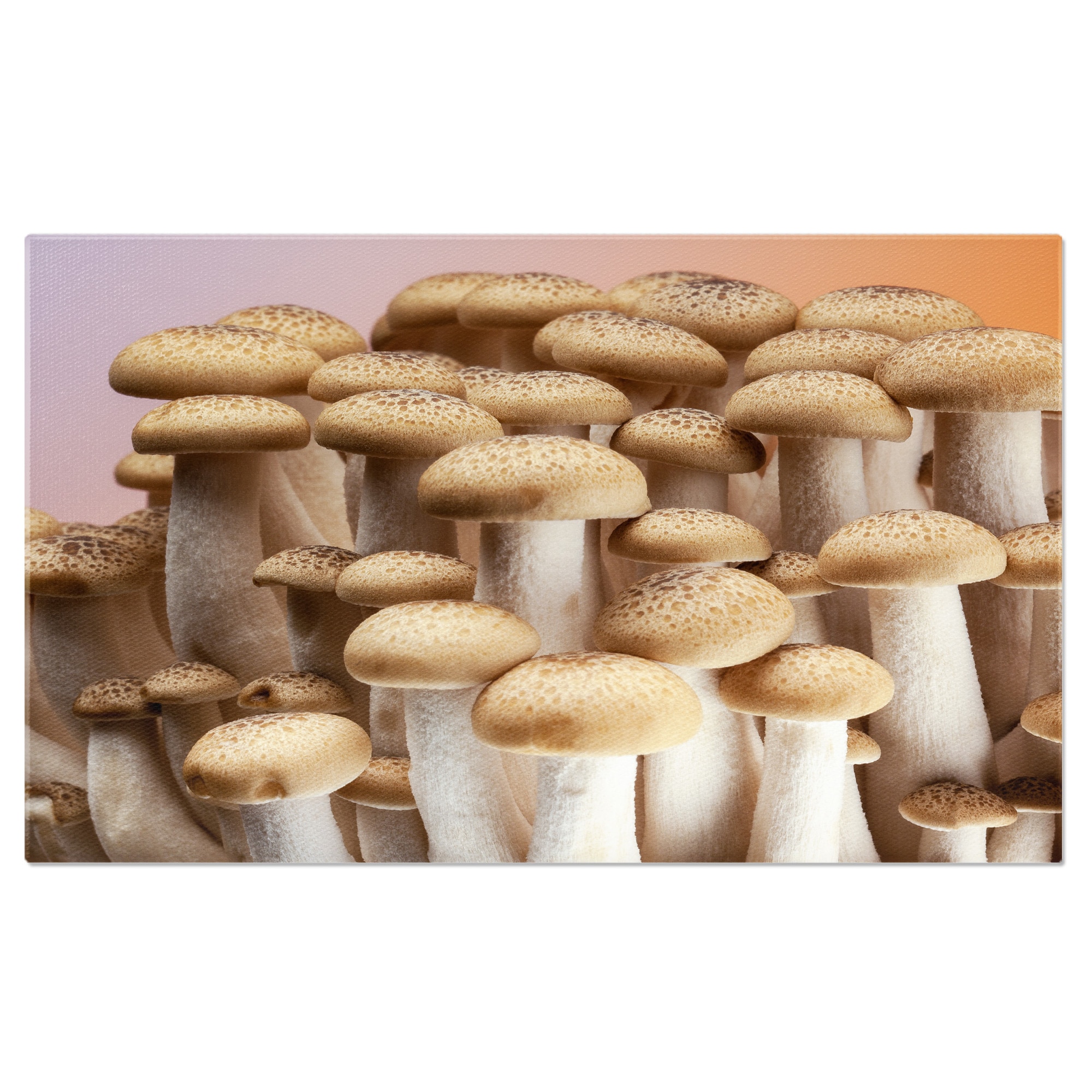 Vászonfestmény Japán Shimeji Gomba, Shimeji, Gomba, ehető, Japán