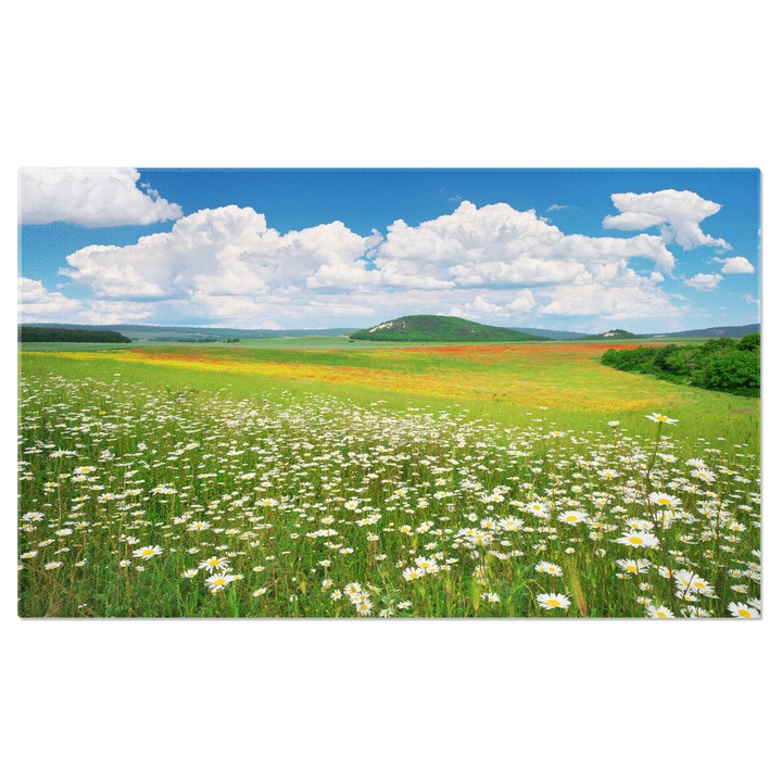 Картина на платно Цветя от лайка на зелена поляна през деня: Лайка, цветя, ливади, природа, пролет. 120х80СМ