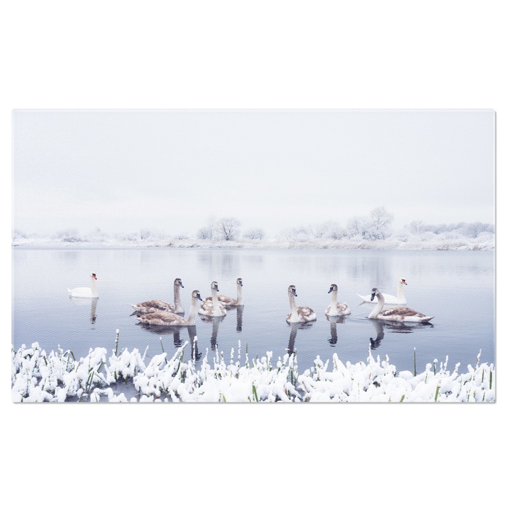 Картина на платно Семейство лебеди, плуващи в зимното езеро, лебеди, семейство, зима, езеро, природа 90x60CM