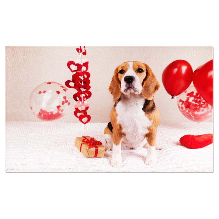 Tablou Canvas Cainele Beagle sta pe pat acoperit cu o patura, caine, Beagle, iubire, prezent, inima 100x70CM