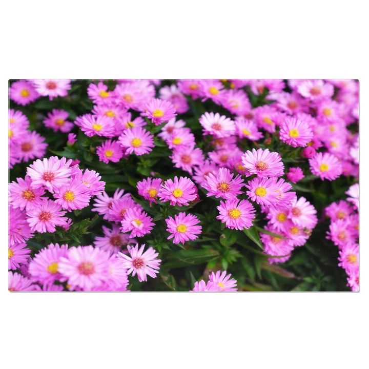 Tablou Canvas Flori infloritoare in Gradina Plante Naturale Flori, primavara, fundal, inflorire, frumusete 40x25CM