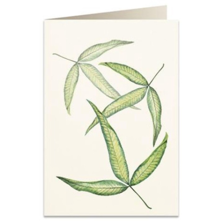 Felicitare B6, Tassotti, Carton, Multicolor