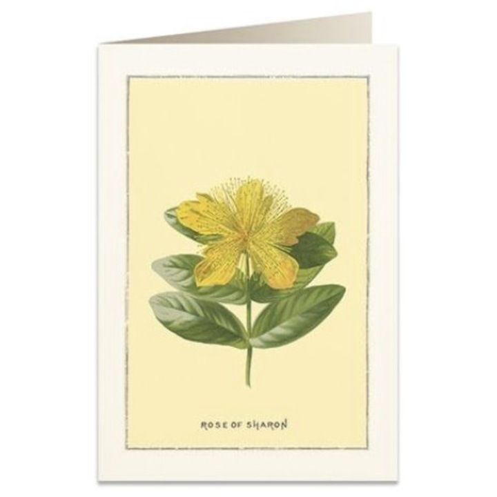 Felicitare B6, Tassotti, Carton, Multicolor