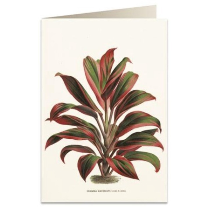 Felicitare B6, Tassotti, Carton, Multicolor