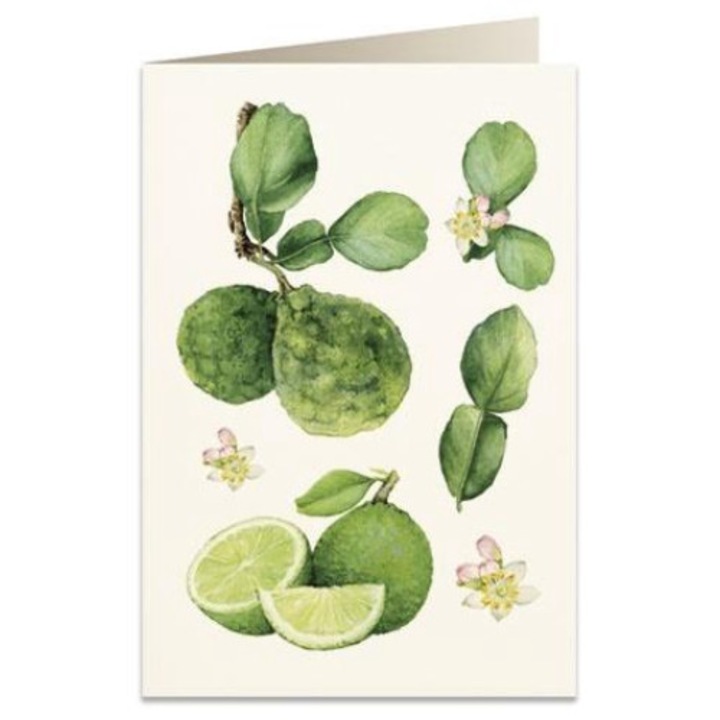 Felicitare B6, Tassotti, Carton, Multicolor