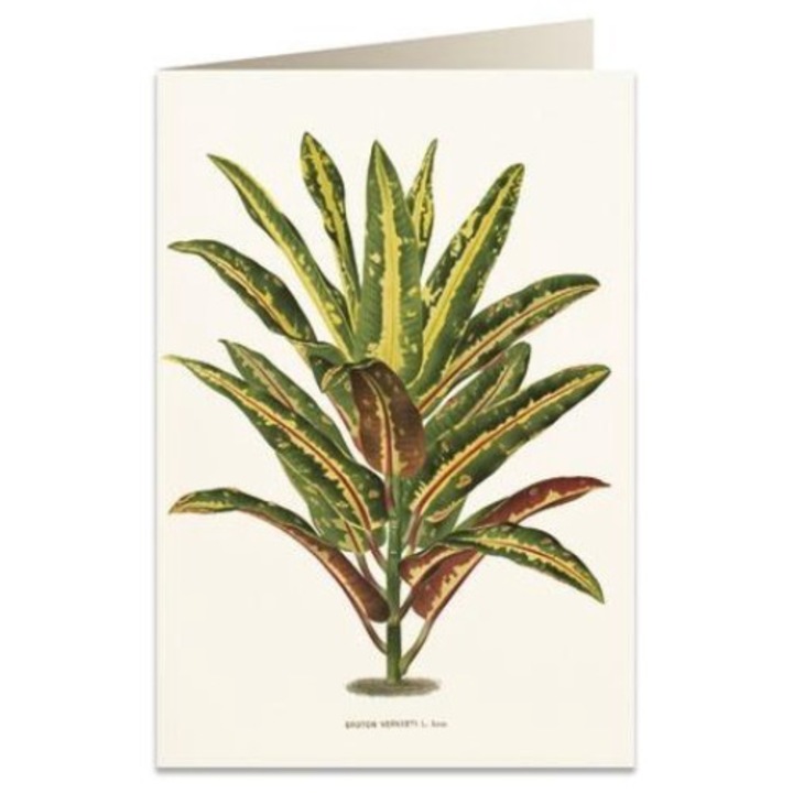 Felicitare B6, Tassotti, Carton, Multicolor