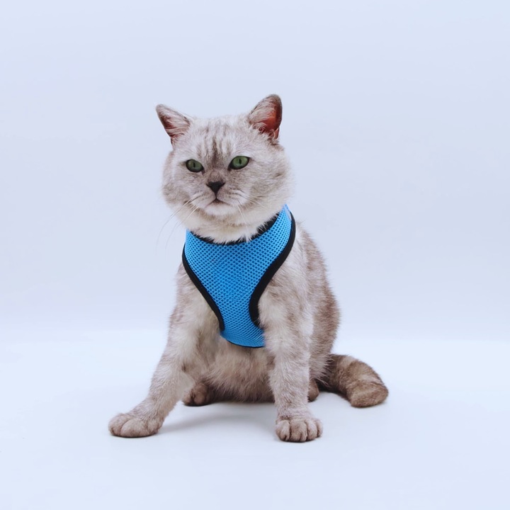 5. Нагръдник за котка