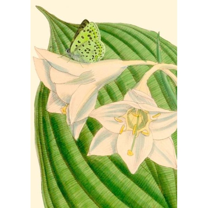 Felicitare, Madame Treacle, Hartie, Multicolor