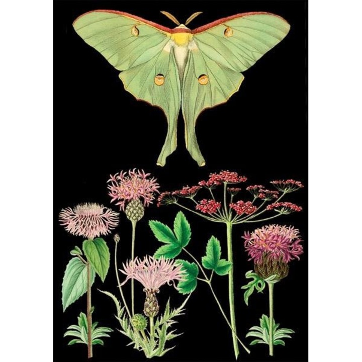 Felicitare, Madame Treacle, Hartie, Multicolor