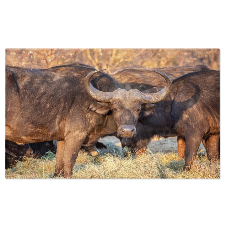 Tablou Canvas Bivol African Privind la Camera, africa, bivol, natura, mamifer, safari 140x90CM