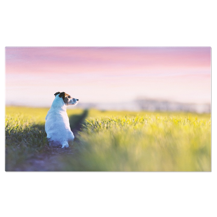 Tablou Canvas Jack Russell Terrier Privind in Departe, pet, russell, dog, gaze 70x50CM
