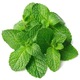 Ceai din frunze de Menta (Mint), 100% natural fara adaosuri, 20 plicuri x 1.5g, Vedda Kalpo