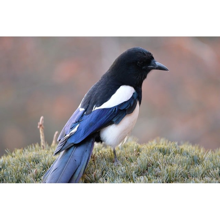 Tablou decorativ, de perete, cu rama din lemn, 33cm x 24cm, imaginea 1541