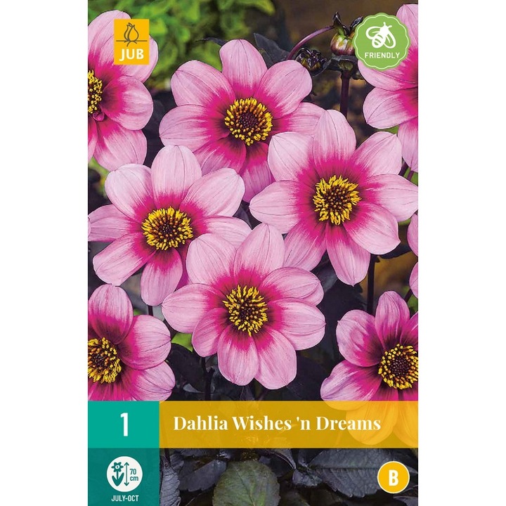 Bulbi, Dalii Wishes 'N Dreams, Jub Holland, 1 buc