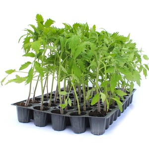 Bulbi, seminte si rasaduri