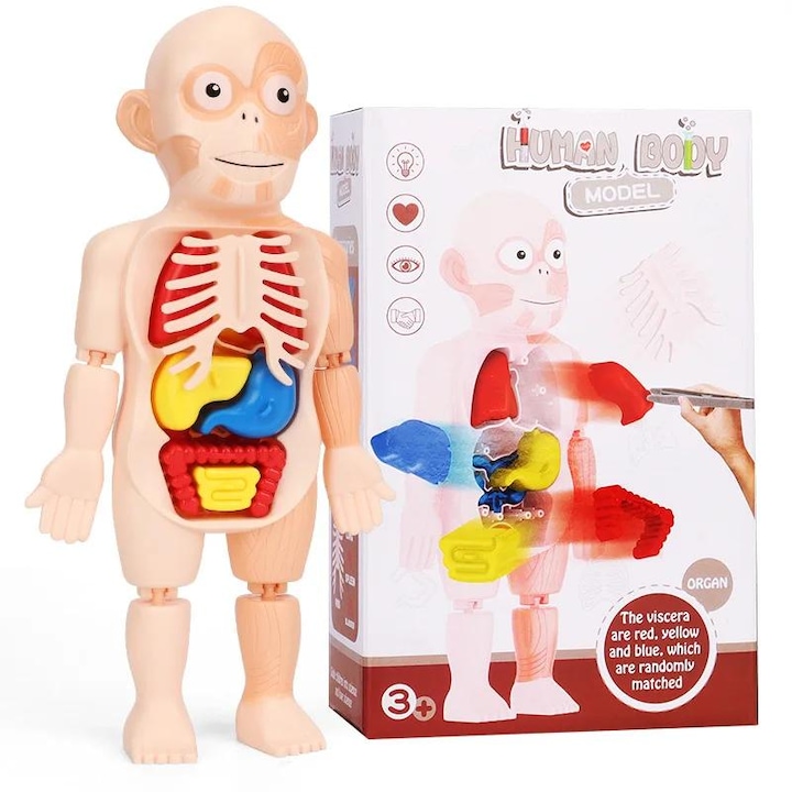 3D играчка пъзел за деца, анатомичен модел на човешкото тяло, образователен инструмент за изучаване на органите на тялото, Promerco®