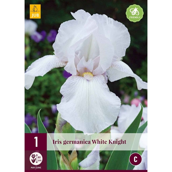 Rizom de radacina, Iris Germanica White Knight, Jub Holland, 1 buc