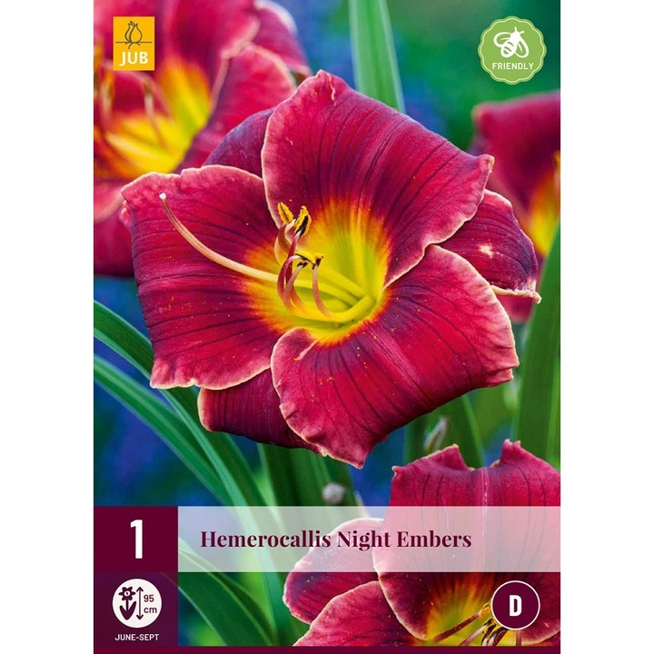 Bulbi, Hemerocallis Night Embers, Jub Holland, 1 buc
