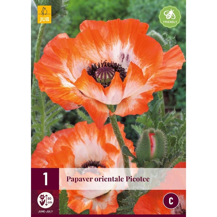 Mák Papaver Orientale Picotee, Jub Holland, palánták, 1 darab