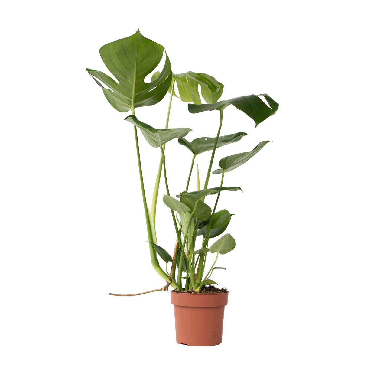 crassula ovata variegated jade plant Crassula ovata variegata – Surreal Succulents main image 1