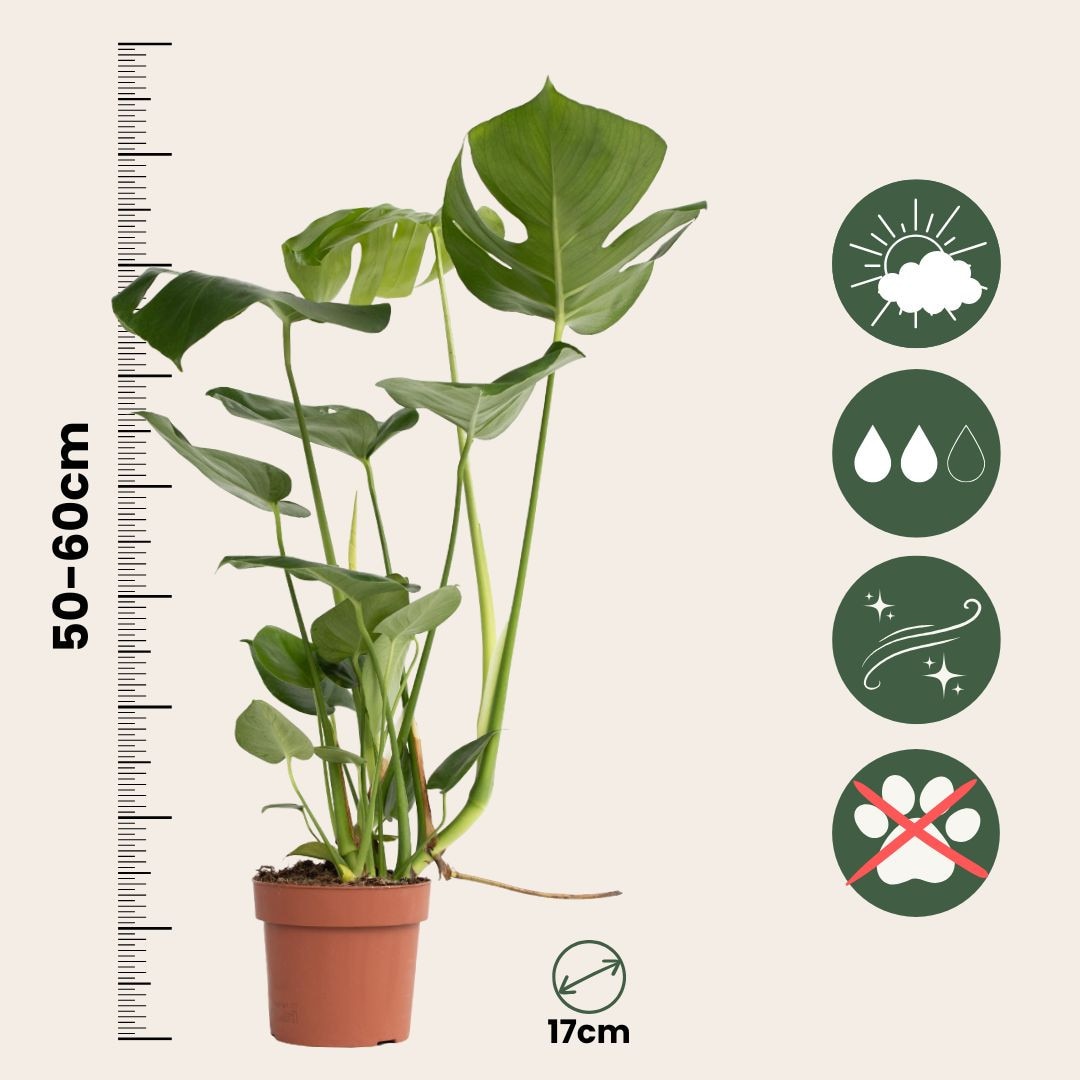 Knnyezplma - Monstera deliciosa - 50-60cm magas - 17cm - eMAG.hu