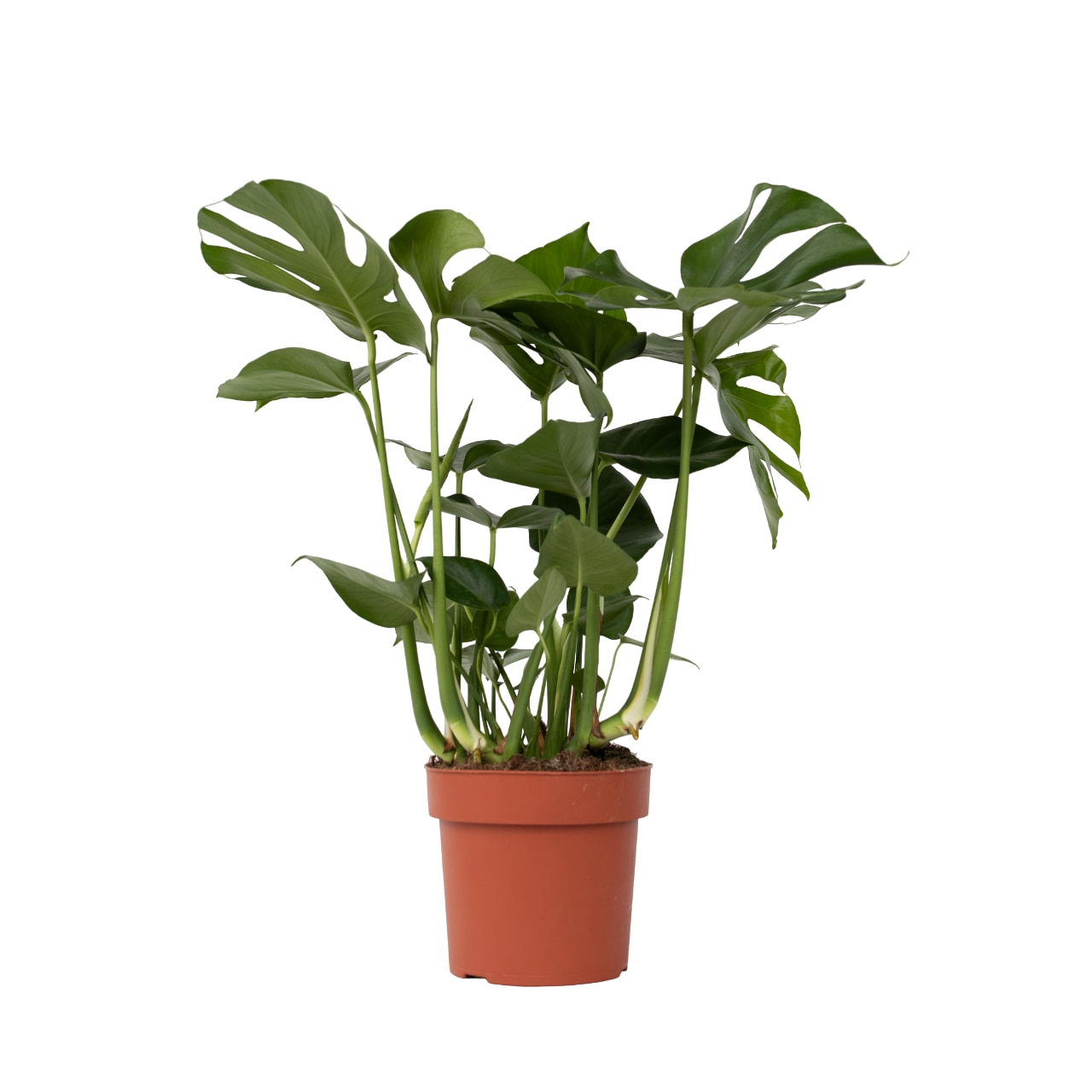 fern plant deutsch Mother Fern (Asplenium bulbiferum) main image 1