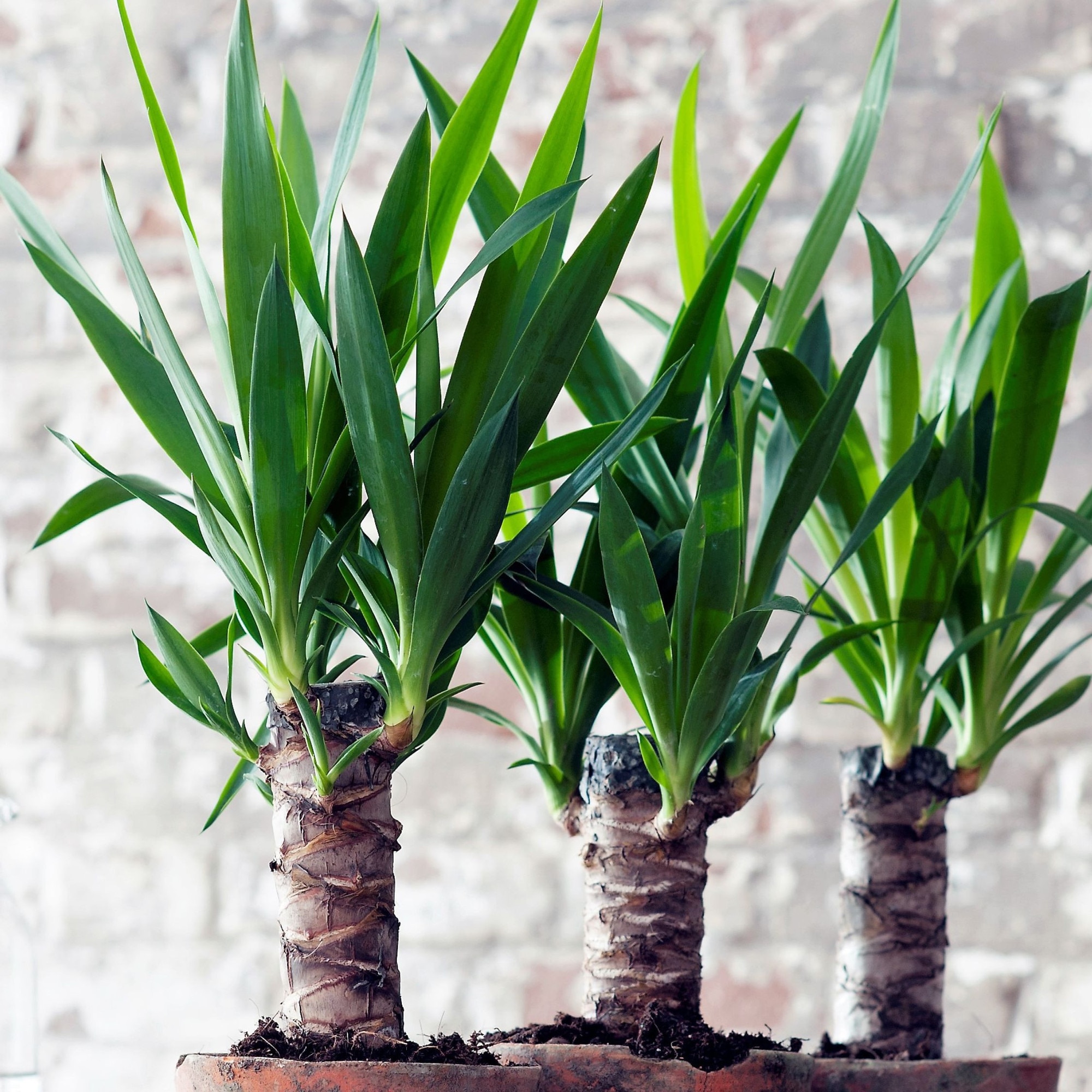 Set 6 Yucca Elephantipes, Florastore, Solutie ingrijire, 50-60 cm
