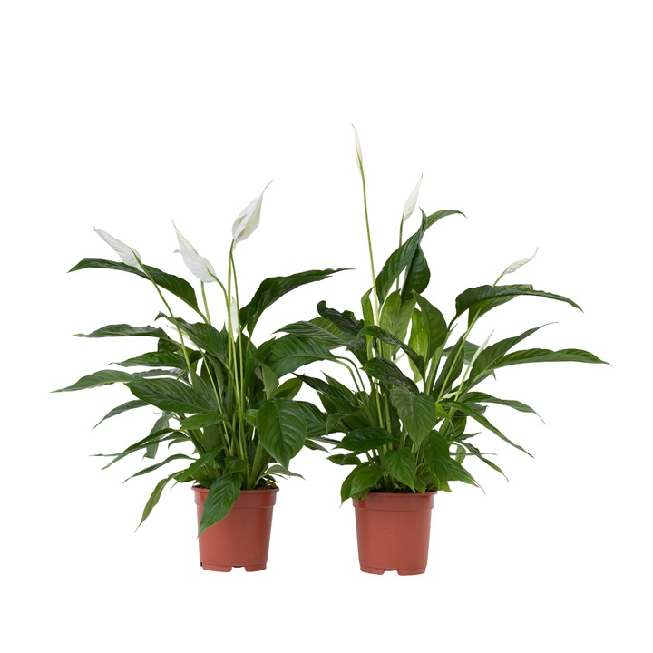 Set 2 plante Spathiphyllum 'Peace Lily', inaltime 60-75cm, ghiveci 17cm