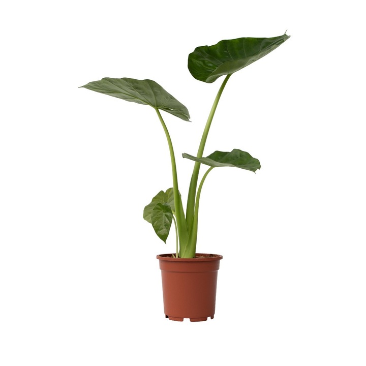 Planta Alocasia Macrorrhiza, frunze mari, inaltime 60-70cm, ghiveci 17cm