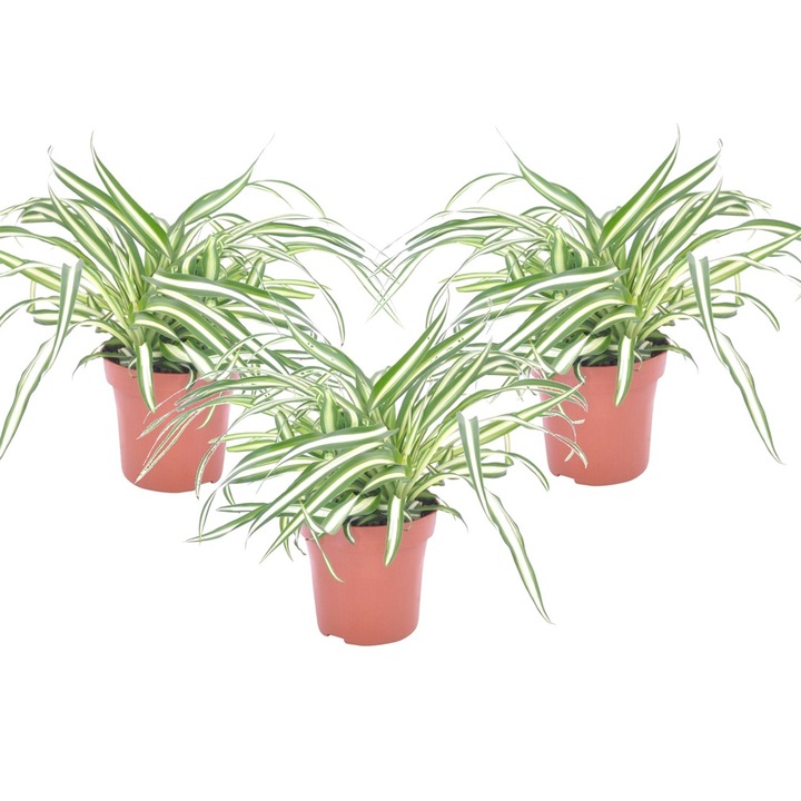 Set de 3 Plante Clorophytum Atlantic, FloraStore, Decorative, Exterior, 25-40cm, Ghiveci 12cm