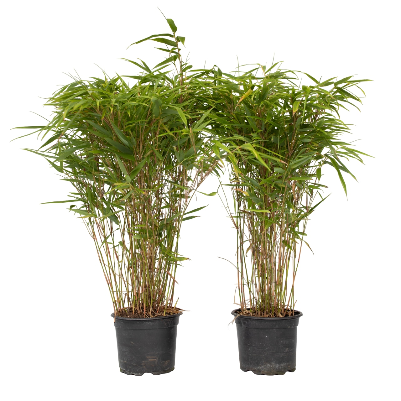 Set de 2 Bambus Fargesia Gansu, FloraStore, rezistent la frig, inaltime  50-70cm, ghiveci 17cm - eMAG.ro