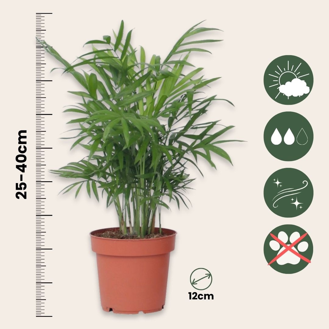 Set de plante de apartament - 4 buc, inaltime 25-40cm, ghiveci 12cm, Plant  in a Box