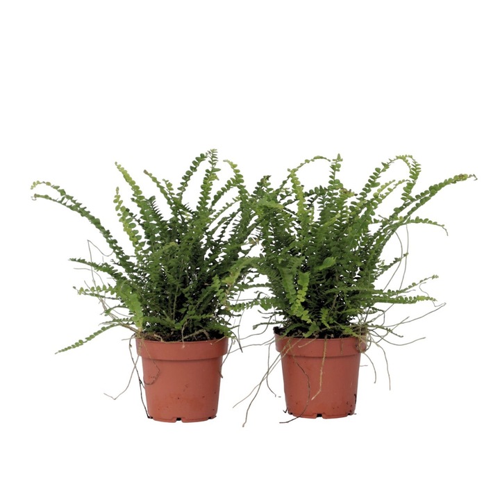Set de 2 Ferigi Nephrolepis Duffii, FloraStore, Decorative, Exterior, 25-40cm, O12cm
