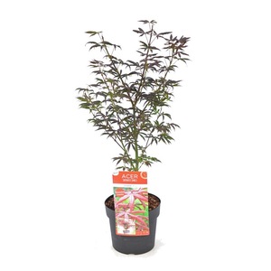 Bambù Rosso Fargesia 'Red Dragon' - Set Di 2 Piante In Vaso 17cm, Altezza 60-80cm, Non Invasivo E Resistente - Foto 10