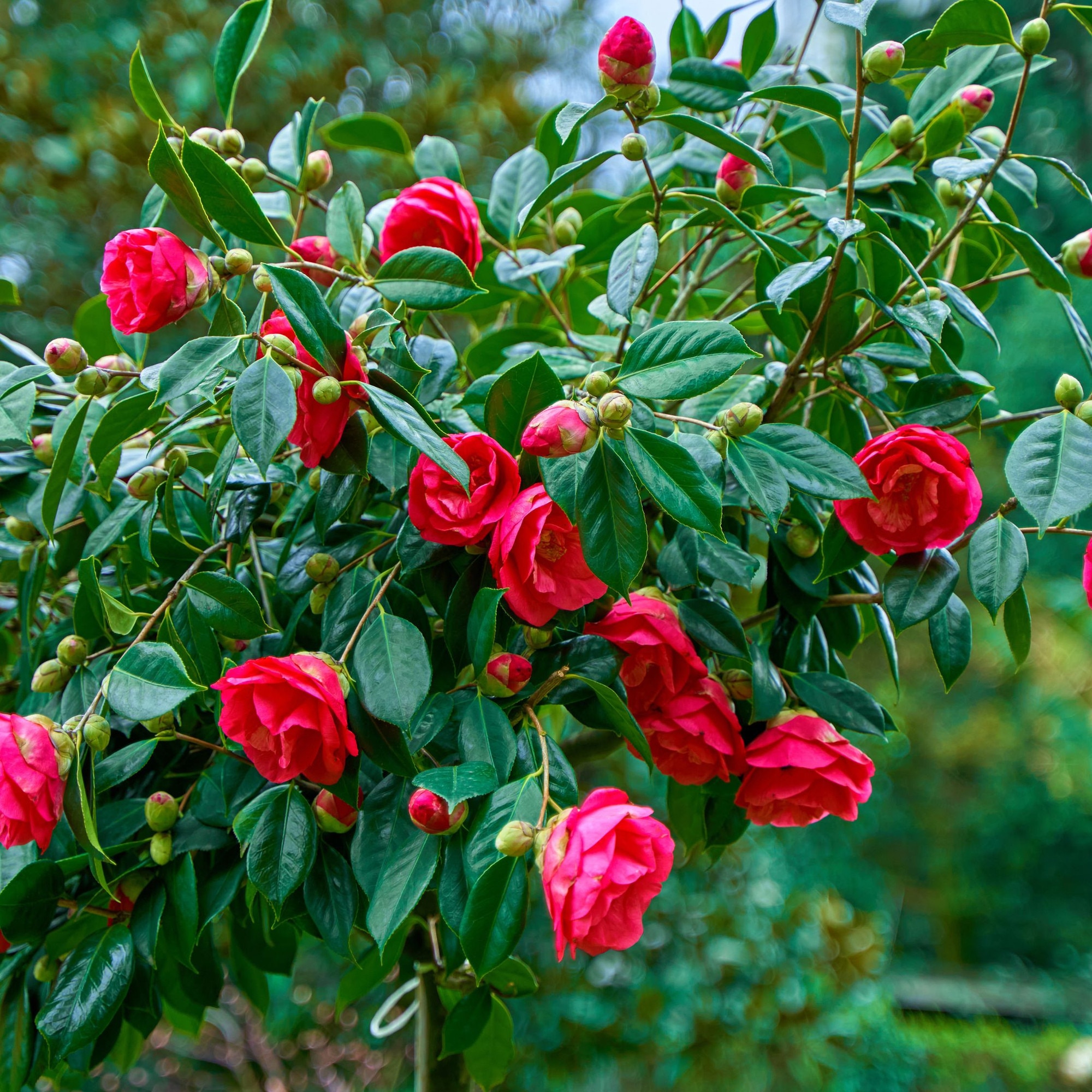 Japn kamlia - 2 db - Camellia japonica 'Dr. King' - 50-60cm magas - 15cm  - eMAG.hu