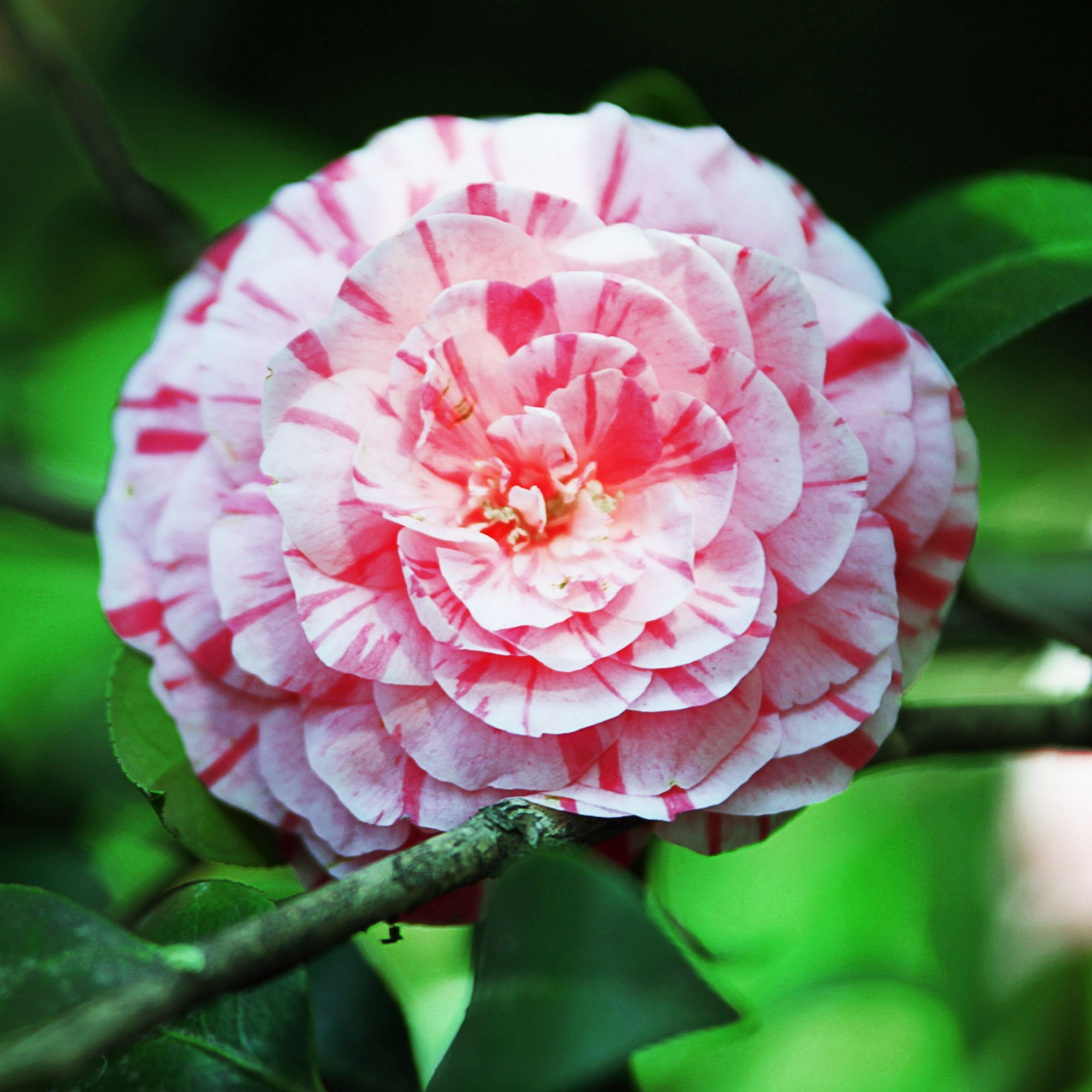 Camelie japoneza - 2 buc - Camellia japonica 'Bonomiana' - In. 50