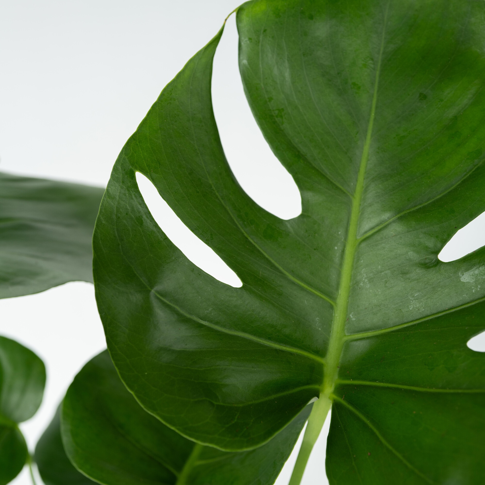 philodendron crocodile Philodendron Gold Crocodile starter plant **(ALL plants require you to  purchase ANY 2 plants!)**