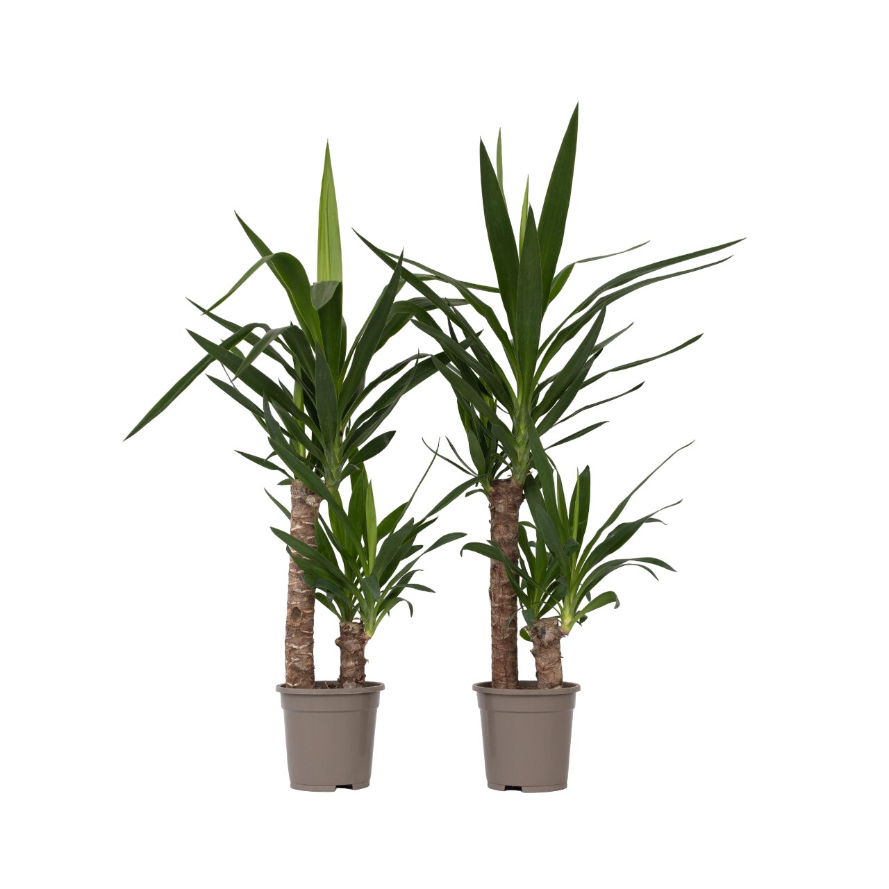Elefantipe Yucca - Set de 2 - Palm Room - ⌀ 17cm - Inaltime 70