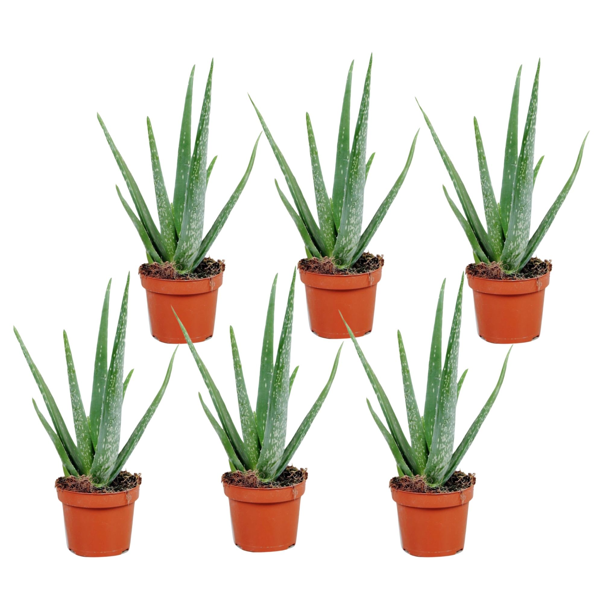 coolike aloe vera körpercreme Cruelty Free & Plastic Free Body Moisturizer | Natural Body Cream